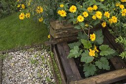 Blühende Zucchini-Pflanze (Cucurbita) in Kompost-Kasten