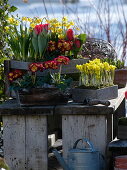 Tulipa 'Couleur Cardinal' (Tulpen), Iris danfordiae (Gelbe Iris), Primula