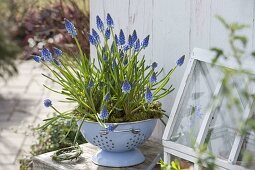 Muscari (grape hyacinths) in light blue enamelled colander