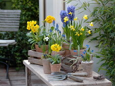 Primula elatior (Hohe Primeln), Narcissus 'Tete-a-Tete' (Narzissen)