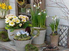 Primula (Primrose), Leucojum 'Gravetye Giant' (Marigold), Crocus