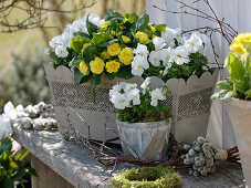 Weiß-gelbe Frühlingsdeko : Blumenkasten mit Viola cornuta (Hornveilchen)