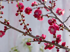 Prunus persica 'Melred' (Zierpfirsich) mit roten Blüten