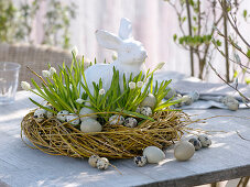 Muscari azureum 'Album' in wreath from Salix