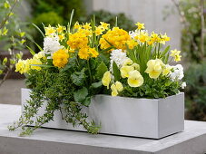 White-yellow spring box: Primula elatior (tall primroses)