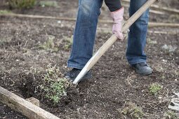 Woman digging up Nepeta fassenii 'Walker's Low' (catmint) with digging fork