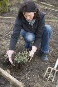 Woman lifting Nepeta fassenii 'Walker's Low' (catmint) out of the ground