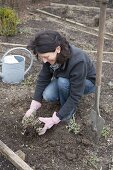 Woman plants divided Nepeta fassenii 'Walker's Low' (catmint) in the ground
