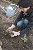 Frau pflanzt geteilte Nepeta fassenii 'Walker's Low' (Katzenminze) in die Erde