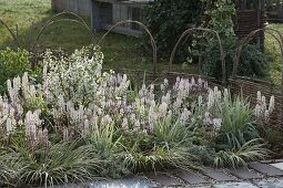 Weißes Frühlingsbeet mit Tiarella 'Morning Star' (Schaumblüte)