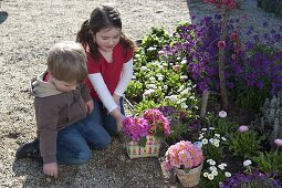 Kinder mit Primula acaulis (Primeln) am Frühlingsbeet