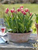 Tulipa 'Leen van der Mark' (Tulips) in terracotta pot