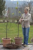 Planting and nurturing fruit trees in containers (5/8)