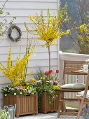 Wooden pot with Forsythia (Goldilocks) bush and trunk, Tulipa (Tulips)