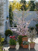 Prunus subhirtella 'Fukubana', Prunus incisa 'Kojo-no-mai', Prunus 'Fukubana'.