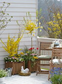 Easter balcony, Forsythia, Bellis, Primula