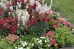 Red and white spring border