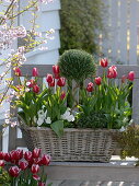 Spring flowering plants and herbs in basket box