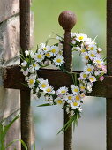 Heart of daisies