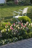 Tulipa 'White Imperator', 'Van Eijk' (tulips), Tiarella (foam flower)