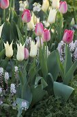 Tulipa 'White Imperator', 'Van Eijk' (Tulpen), Tiarella (Schaumblüte)