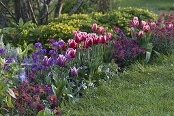 Tulipa 'Debutante' - red and white, 'Ballade' (tulips), Erysimum (golden violet)