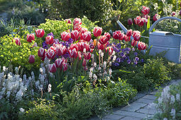 Tulipa 'Debutante', Euphorbia, Tiarella