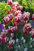 Tulipa 'Debutante' (tulips), Euphorbia (spurge), Tiarella (foam flower)