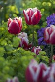 Tulipa 'Debutante' (Tulpen), Euphorbia (Wolfsmilch), Erysimum (Goldlack)