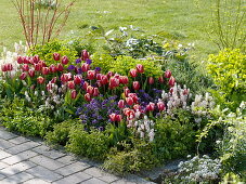 Frühlingsbeet mit Tulipa 'Debutante' (Tulpen), Erysimum (Goldlack), Tiarella