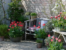 Kies-Terrasse mit Tulpen, Kräutern und Obstbäumen