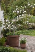 Malus 'Raika' (apple tree) underplanted with Viola sororia 'Freckels'.