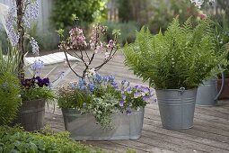 Malus 'Evereste' (ornamental apple tree) with Muscari 'Blue Magic'