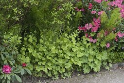 Shade bed with rhododendron, false mandrake root, and ostrich fern