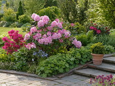 Rhododendron 'Scintillation' (Alpine Rose), Rhododendron 'Georg Arends'