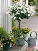 Argyranthemum 'Stella 2000' (Daisy) stem underplanted with Sanvitalia