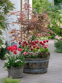Wooden barrels planted with Acer palmatum