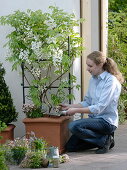 Woman underplanting Wisteria floribundia 'Captan Fuji' (White Blue Vine)