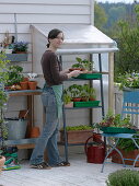 Self-made small foil greenhouse for growing on the balcony