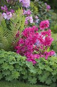 Rhododendron 'Georg Ahrens' (Japanische Azalee), Alchemilla