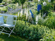 Blau-weißes Frühsommer-Staudenbeet mit Lupinus polyphyllus