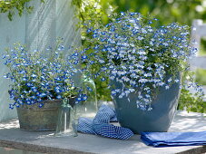 Lobelia Hot 'Tiger' on the left, 'Pretty Heaven' on the right (bird-eye)