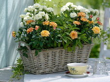 Duftkorb mit Rosa (Topf-Rosen), Dianthus (Nelken), Salbei