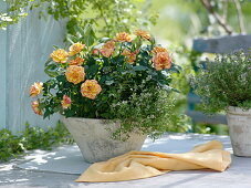 Pink (pot rose) with thyme (Thymus) in a conical bowl