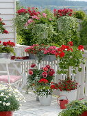 Red and white balcony with Argyranthemum (Marguerite), Dahlia (Dahlia)