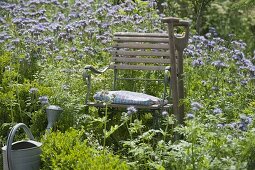 Chair in flower meadow of bee willow