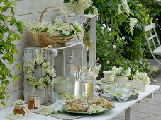 Elderflower festival with freshly cut Sambucus nigra flowers