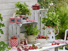 Freshly harvested strawberries and strawberry plants in the pot