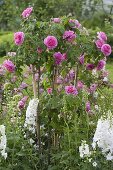 Rosa 'Gertrude Jekyll' (English fragrant rose)
