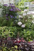 Semi-shade border with Heuchera (purple lily), Hosta 'Francee'(Funkie)